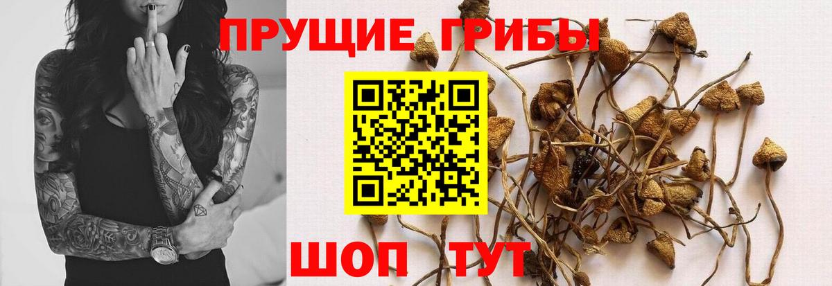 Галлюциногенные грибы Psilocybine cubensis Ачинск